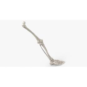 3D model Real Human Leg Bones Anatomy 01 White